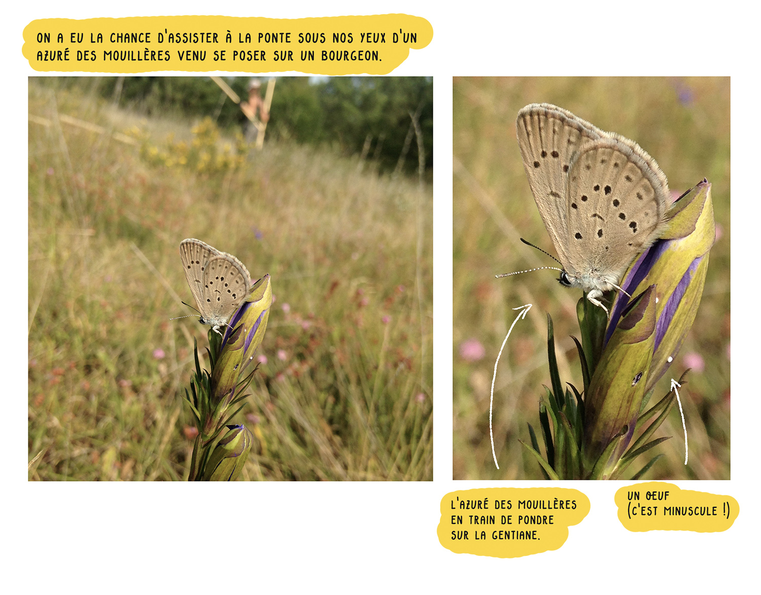 - Les Sentinelles du climat - Reportages graphiques- page 22
