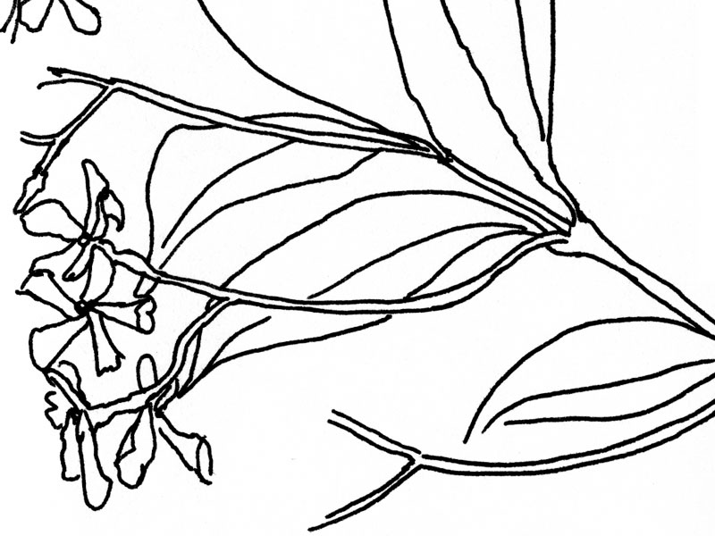 - Girofigaitalia- page 73