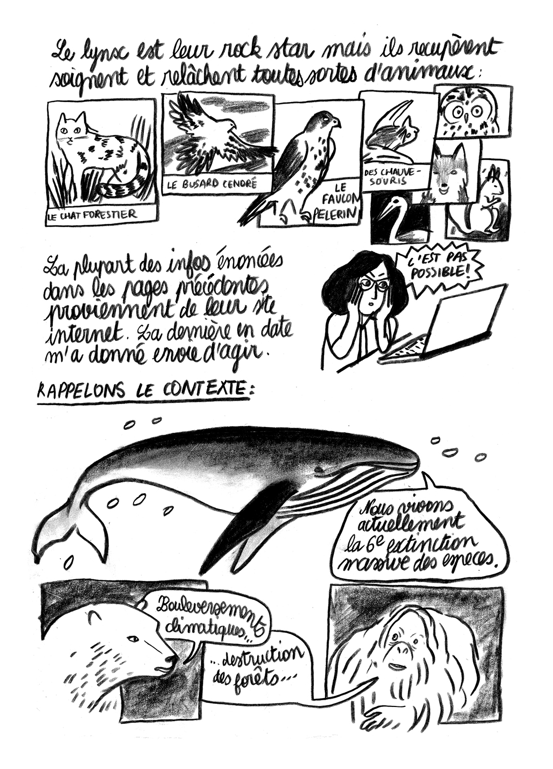 - Lynx en danger- page 11