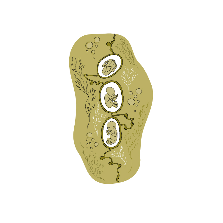 - Les marécages verticaux- page 24