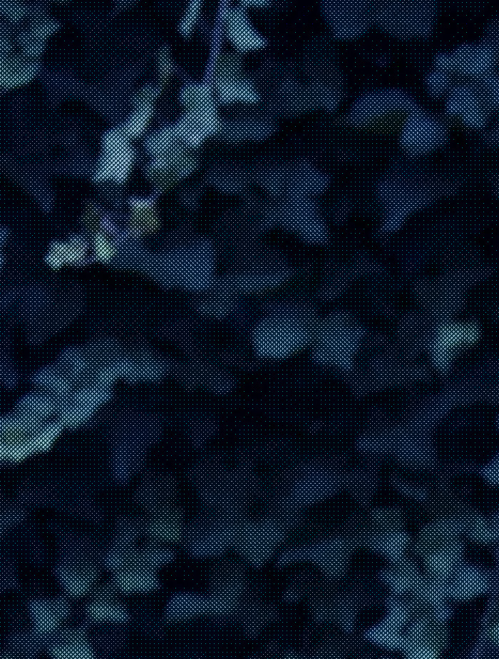 - Edelweiss- page 16